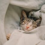 뇌를 위한 최적의 청소 시간: 숙면을 설계하는 ‘수면 위생’ 가이드 a cat sleeping in a blanket