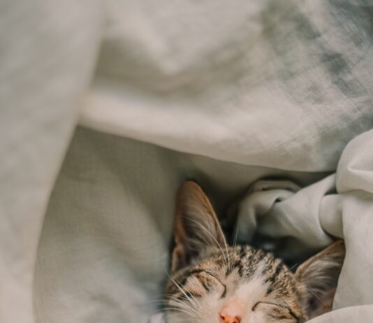 뇌를 위한 최적의 청소 시간: 숙면을 설계하는 ‘수면 위생’ 가이드 a cat sleeping in a blanket