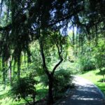 번아웃 피하고 활력 지키는 직장인 건강관리, 실천 가능한 습관이 답이다 A tree lined path in the middle of a park