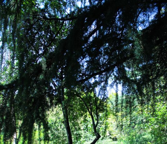 번아웃 피하고 활력 지키는 직장인 건강관리, 실천 가능한 습관이 답이다 A tree lined path in the middle of a park