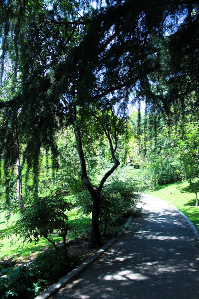 A tree lined path in the middle of a park
